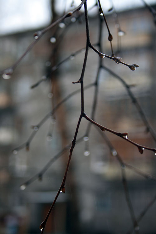 Плакучая береза